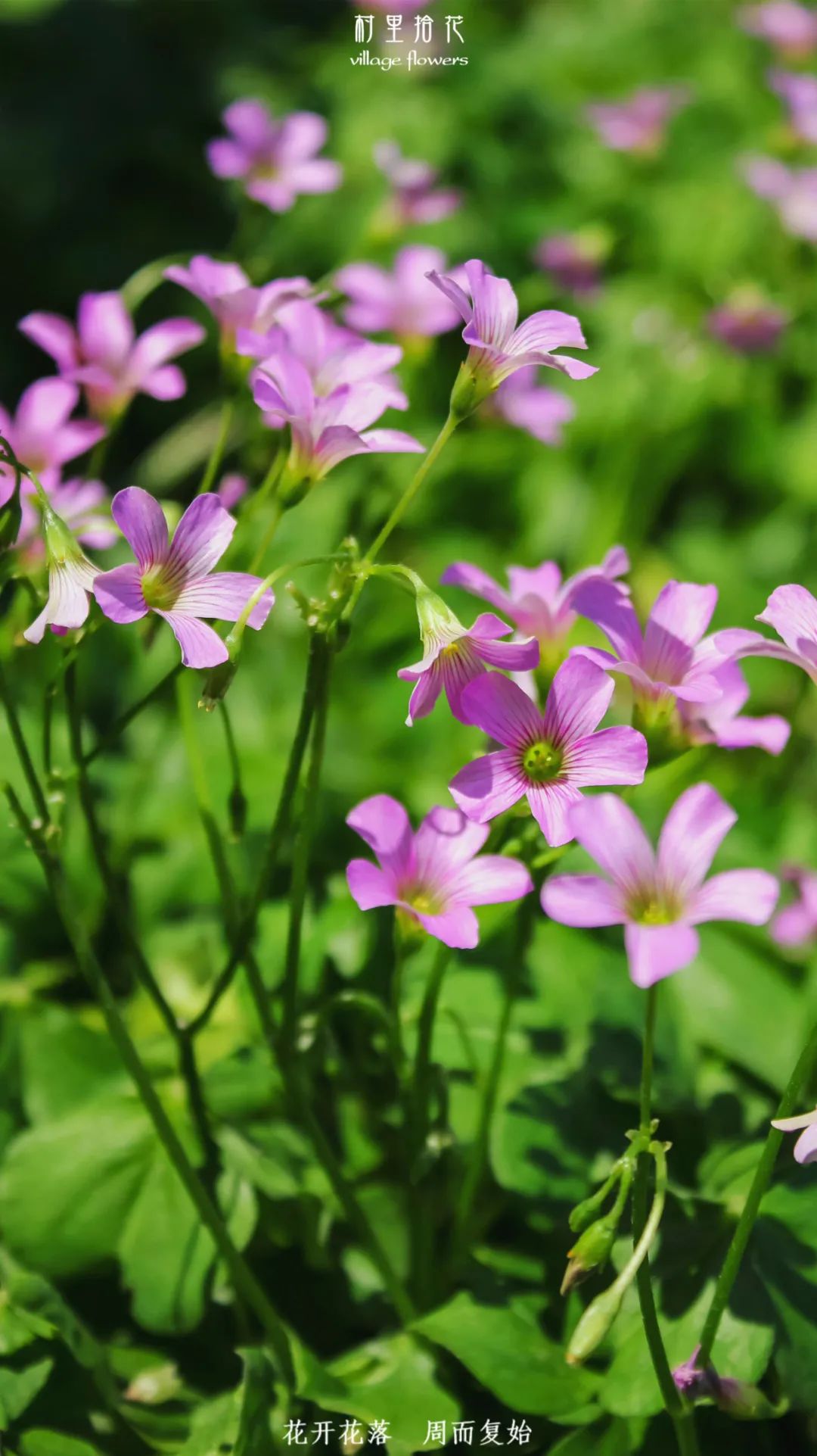 红花酢浆草简介,红花酢浆草喜欢酸性还是碱性土壤