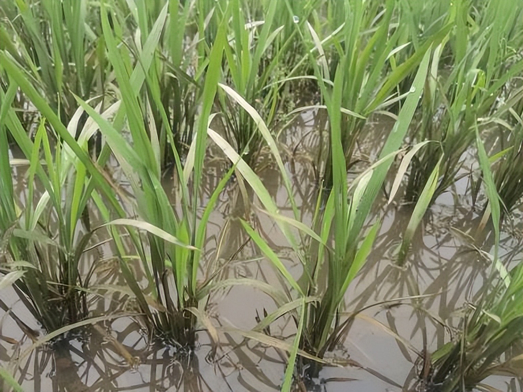 水稻飞蛾用什么药才能消灭,水稻出现飞蛾有必要打农药吗