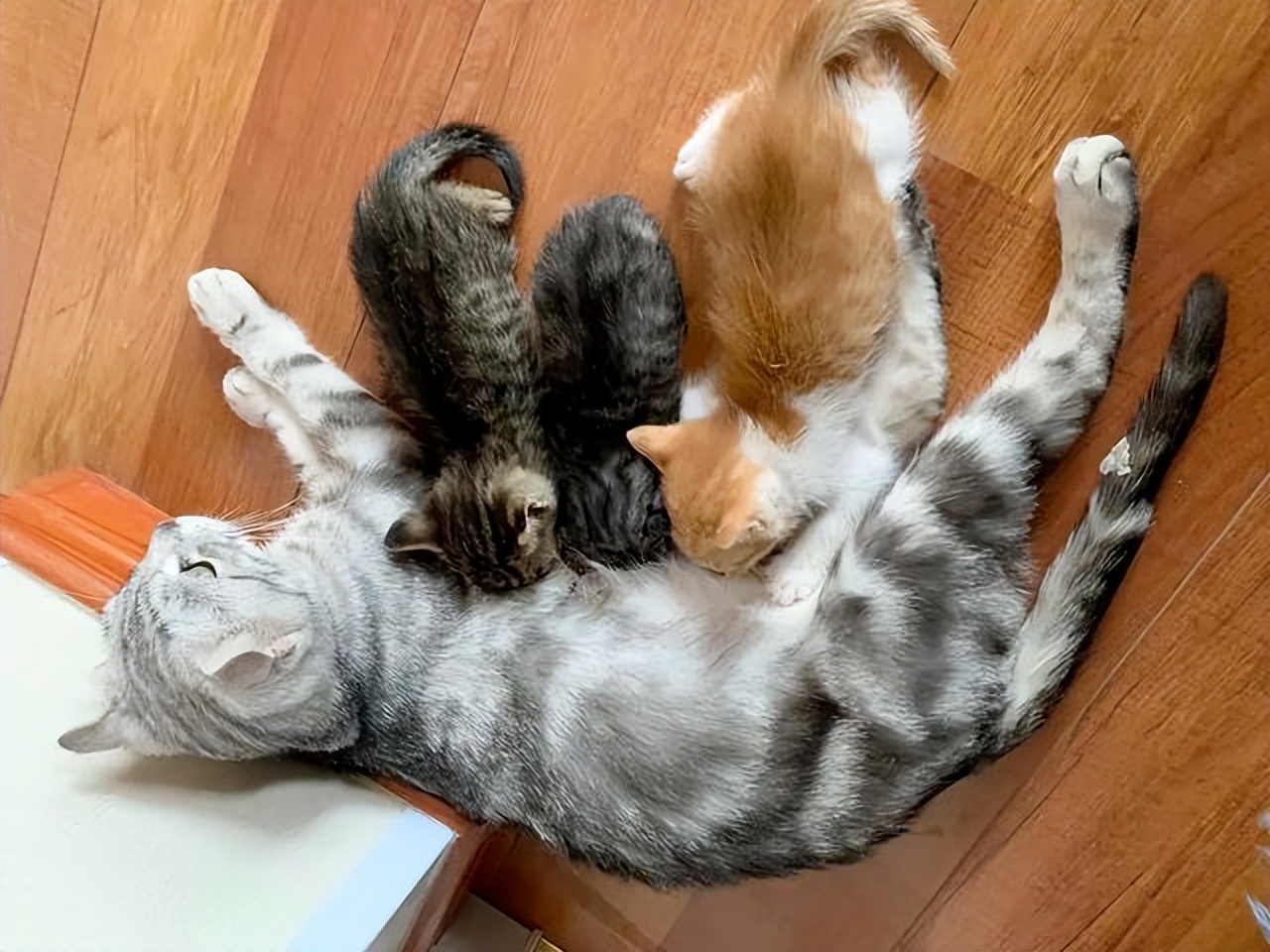 猫妈妈把孩子叼给你，想当“甩手掌柜”？铲屎官误会猫咪了