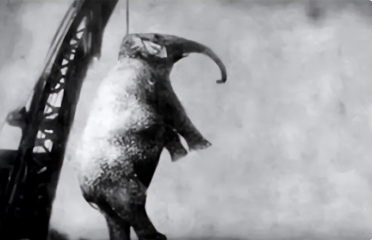 世界唯一被执行死刑的大象,被判死刑的大象