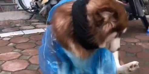 雪橇犬与雪橇犬的较量,阿拉斯加雪橇犬为啥精力旺盛