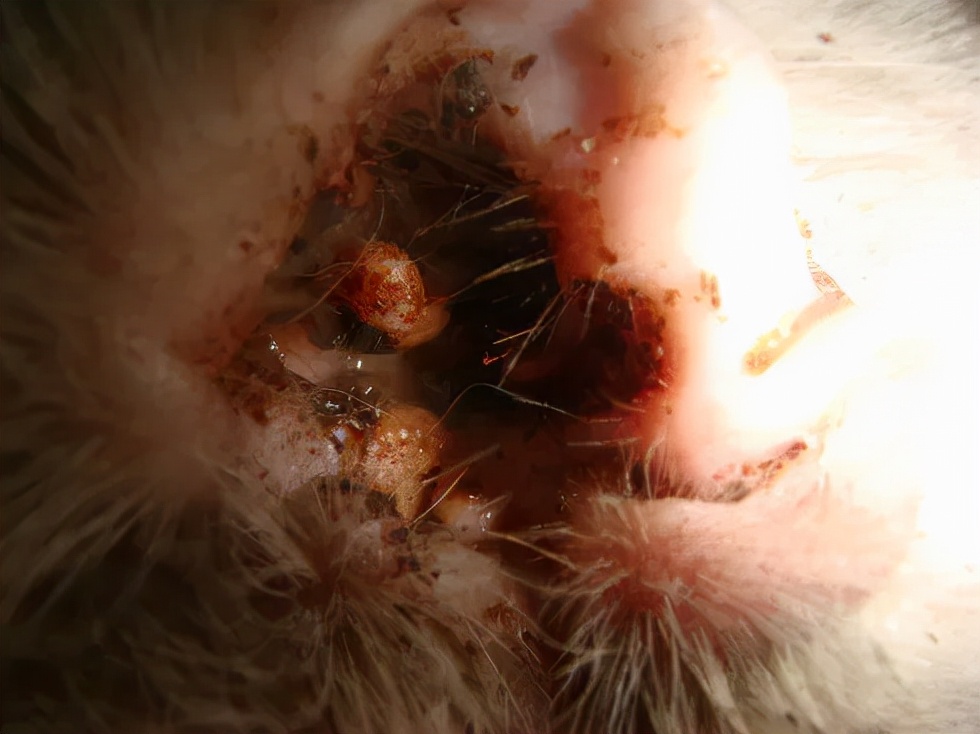 猫咪洗澡耳朵进水了怎么办,猫咪在宠物店洗澡做出的应激反应