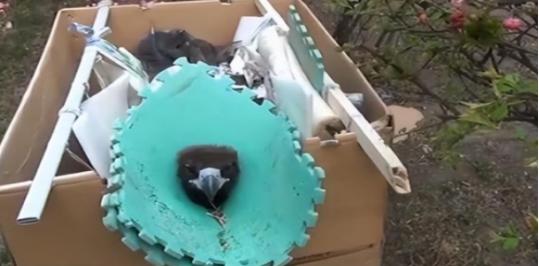 辽宁男子救助秃鹫,沈阳救助秃鹫