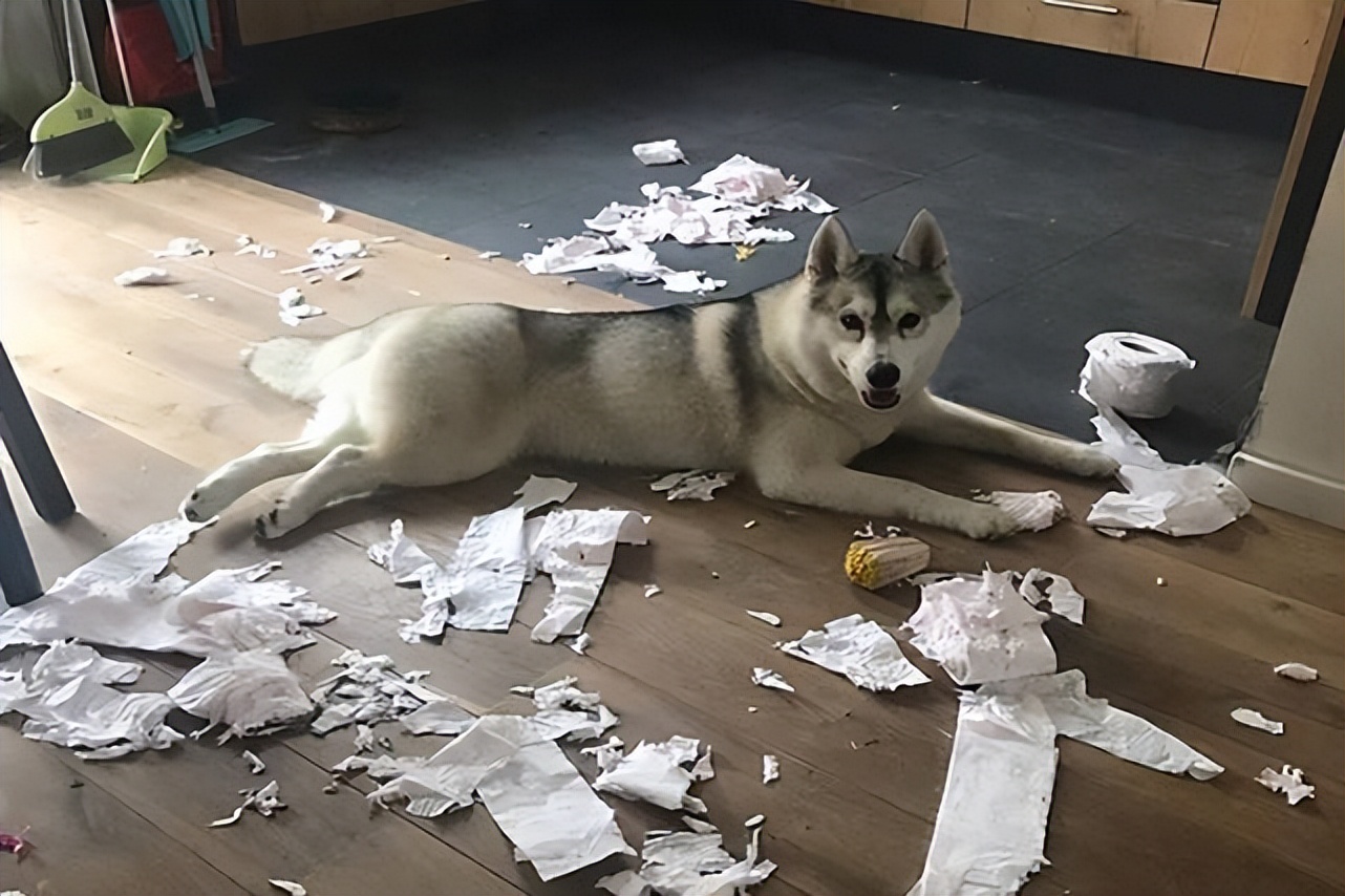 二哈真的傻吗,养二哈的必须接受的七大痛苦