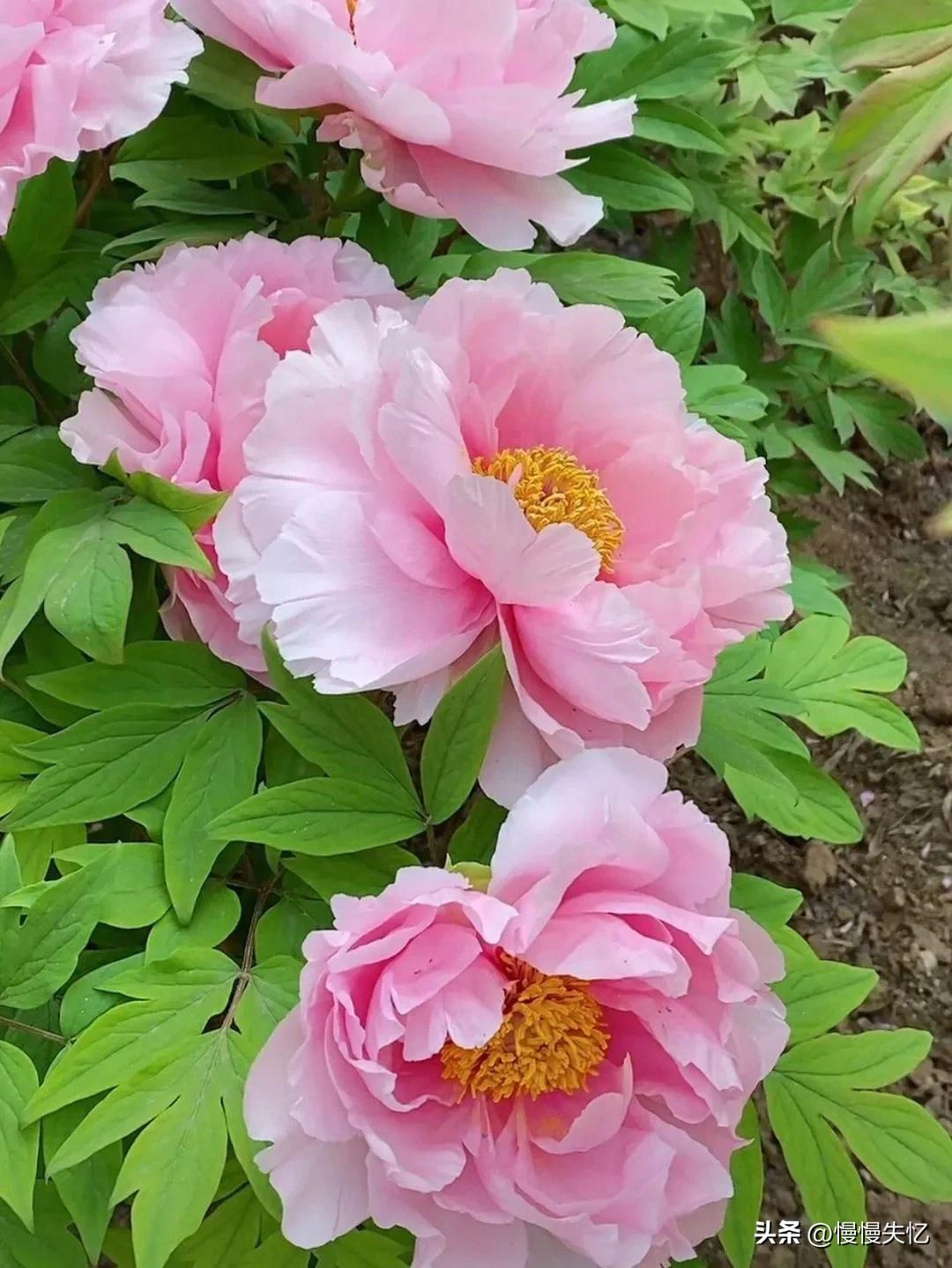 宋朝牡丹诗词,历代咏牡丹花诗词大全