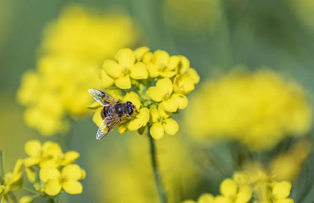 散文遇见春天遇见美好,寻觅春天美文