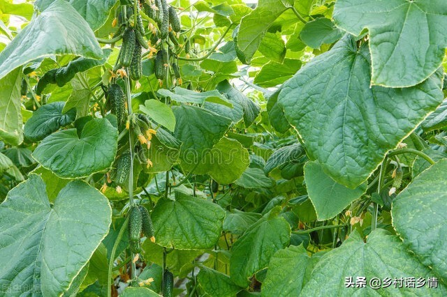 小冬瓜怎么整枝打叉结瓜多,冬瓜如何整枝打杈留瓜视频