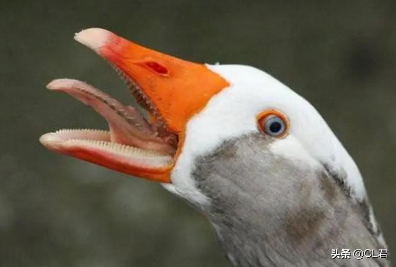 黄鼠狼为啥最怕鹅鹅到底有多厉害,农村三霸大鹅终于遇到对手了