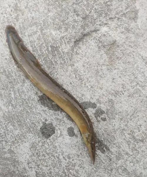 养殖鳅鱼一亩多少利润,饲养的刀鳅鱼多少钱一斤