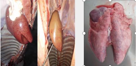 猪圆环病的基础病理,圆环猪病的症状和防治
