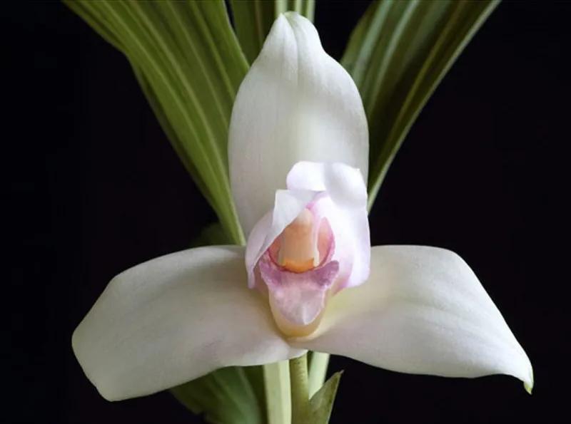 国色天香秀色可餐的美女 (秀色可餐与国色天香)