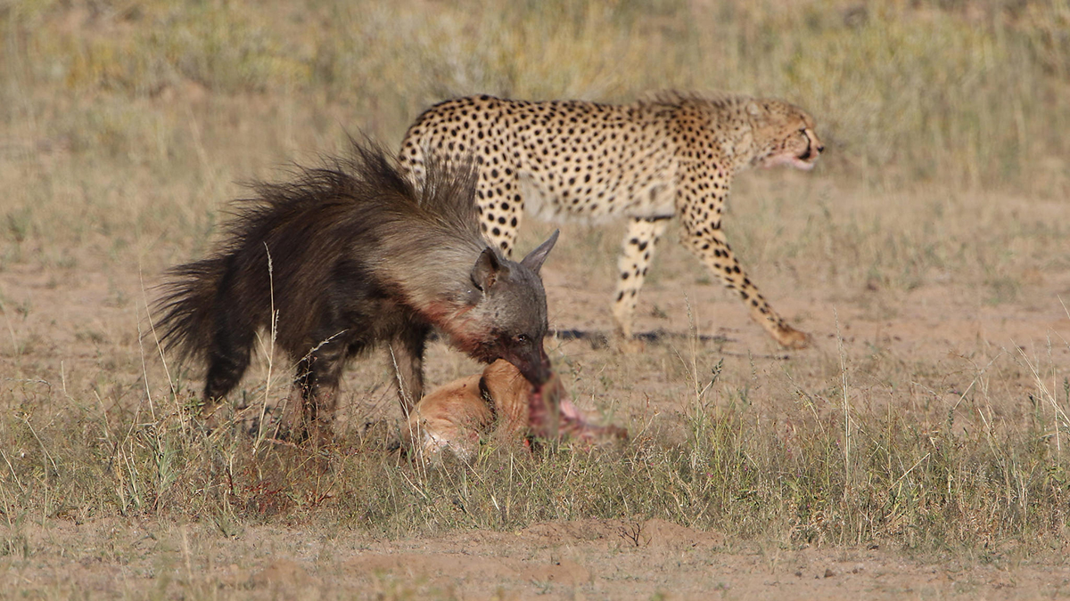 猎豹靠耐力捕猎真的吗,猎豹为什么猎杀猎豹