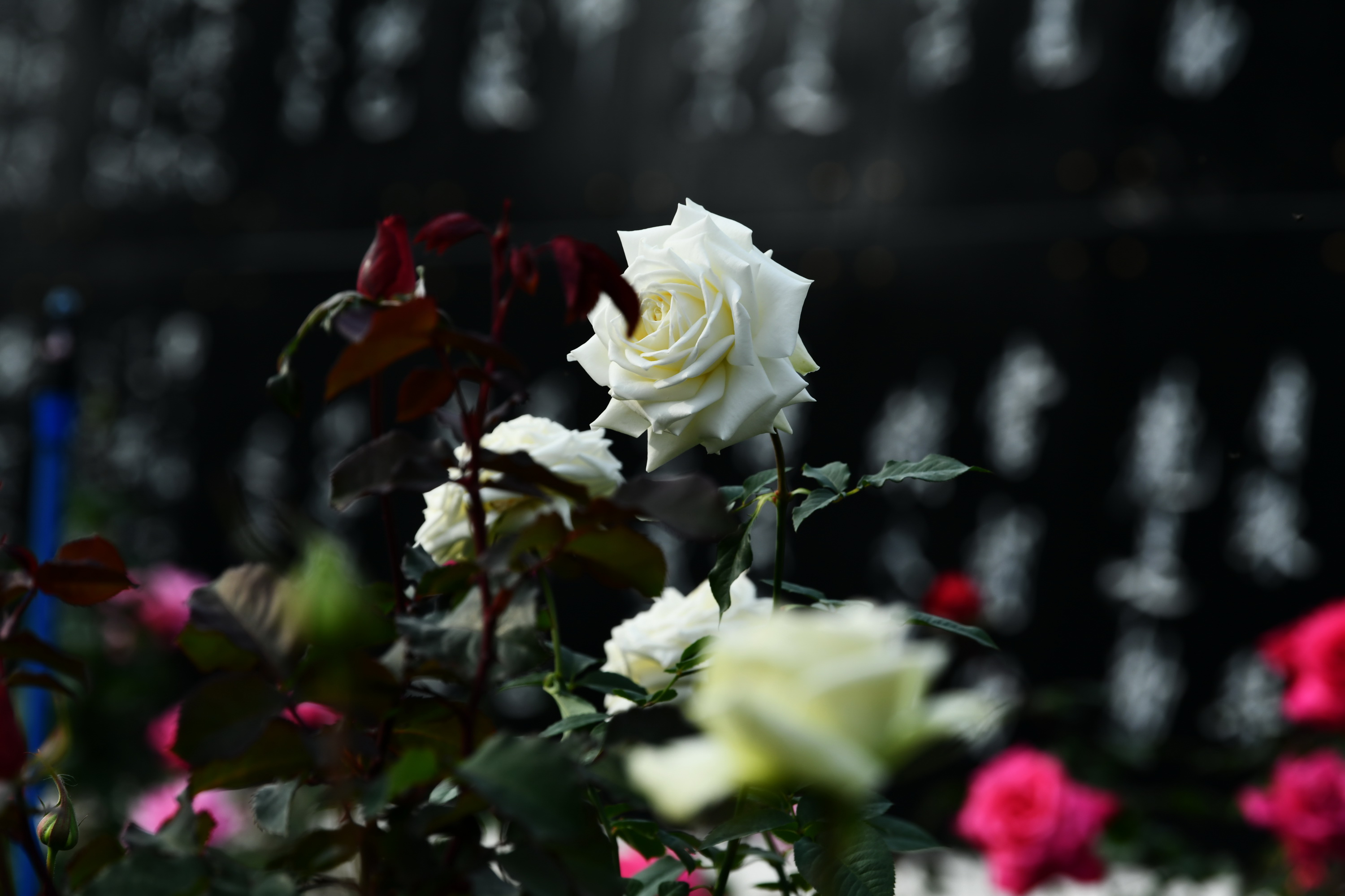 广州市番禺区宝墨园攻略,广州宝墨园景观