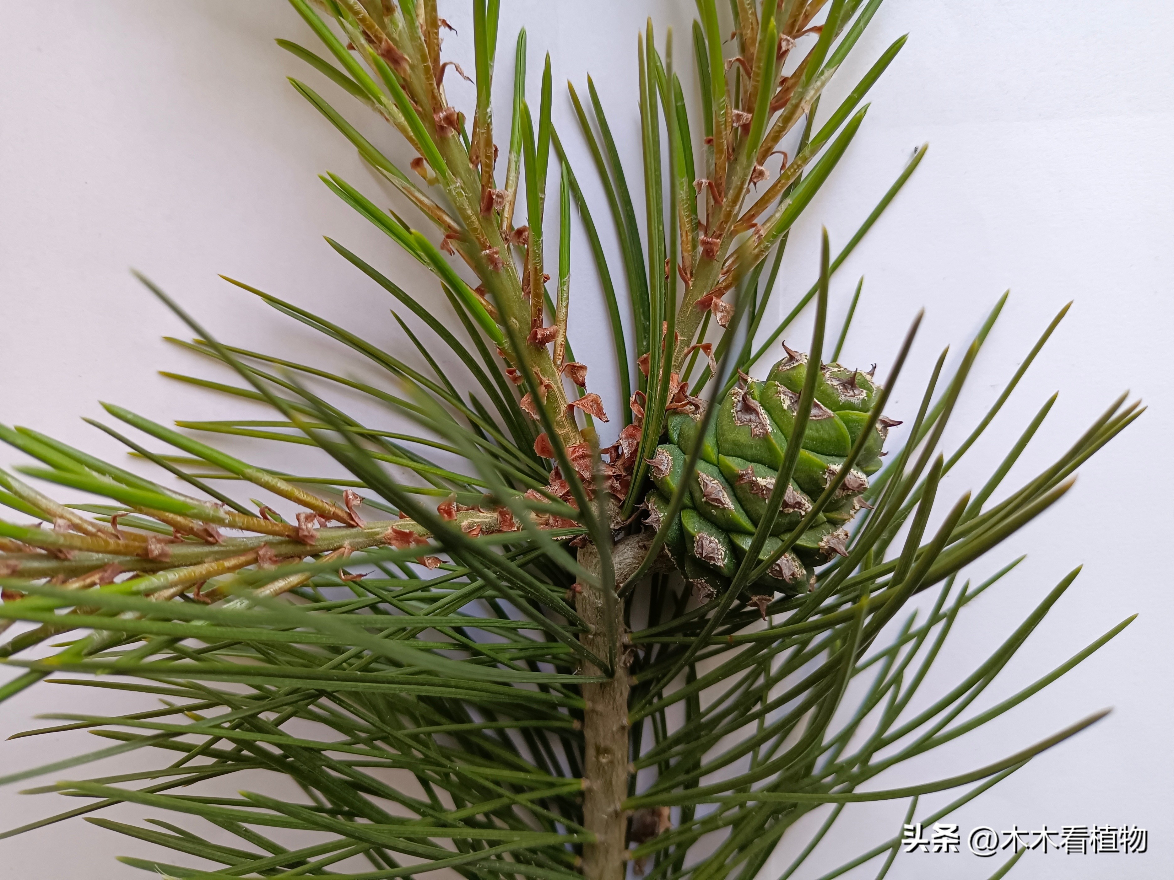 一颗迷人的松果,美丽松果