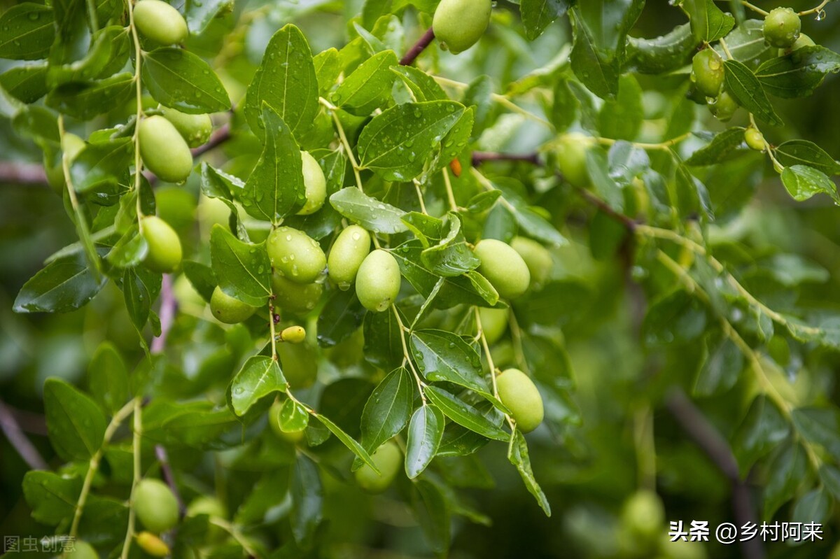 南方红枣和北方大枣的差别,大枣的特点