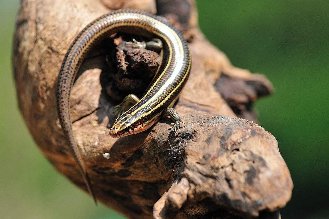 狗婆蛇是保护动物吗,农村最常见的几种蛇火蛇
