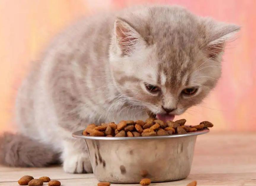 渴望猫粮苔原的好还是红肉的好,渴望猫粮是不是毒粮