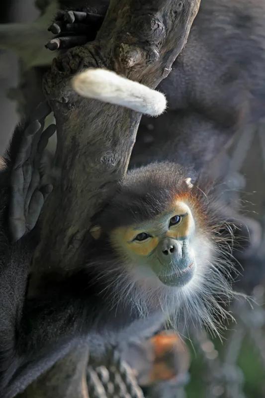 广州长隆野生动物园全部动物,广州长隆野生动物园所有动物介绍
