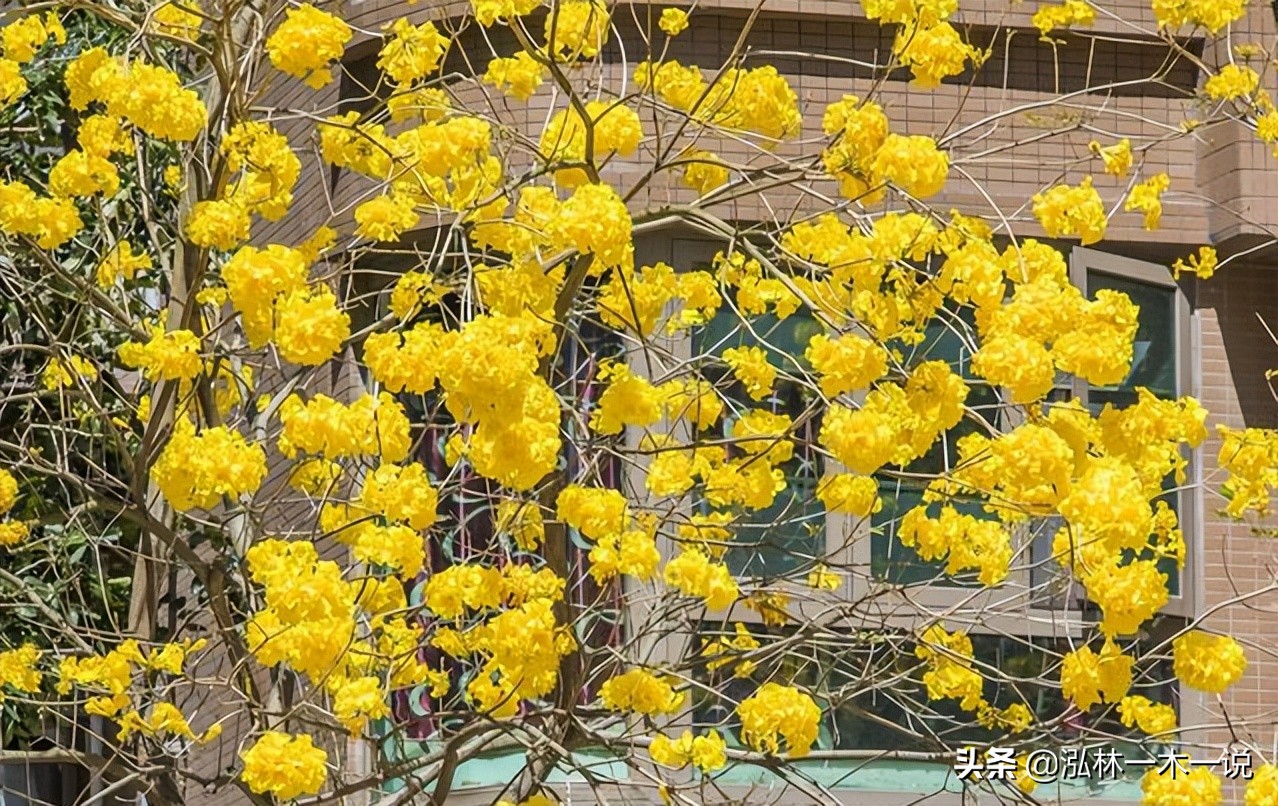 满城尽带黄金甲英文,满城尽带黄金甲美声