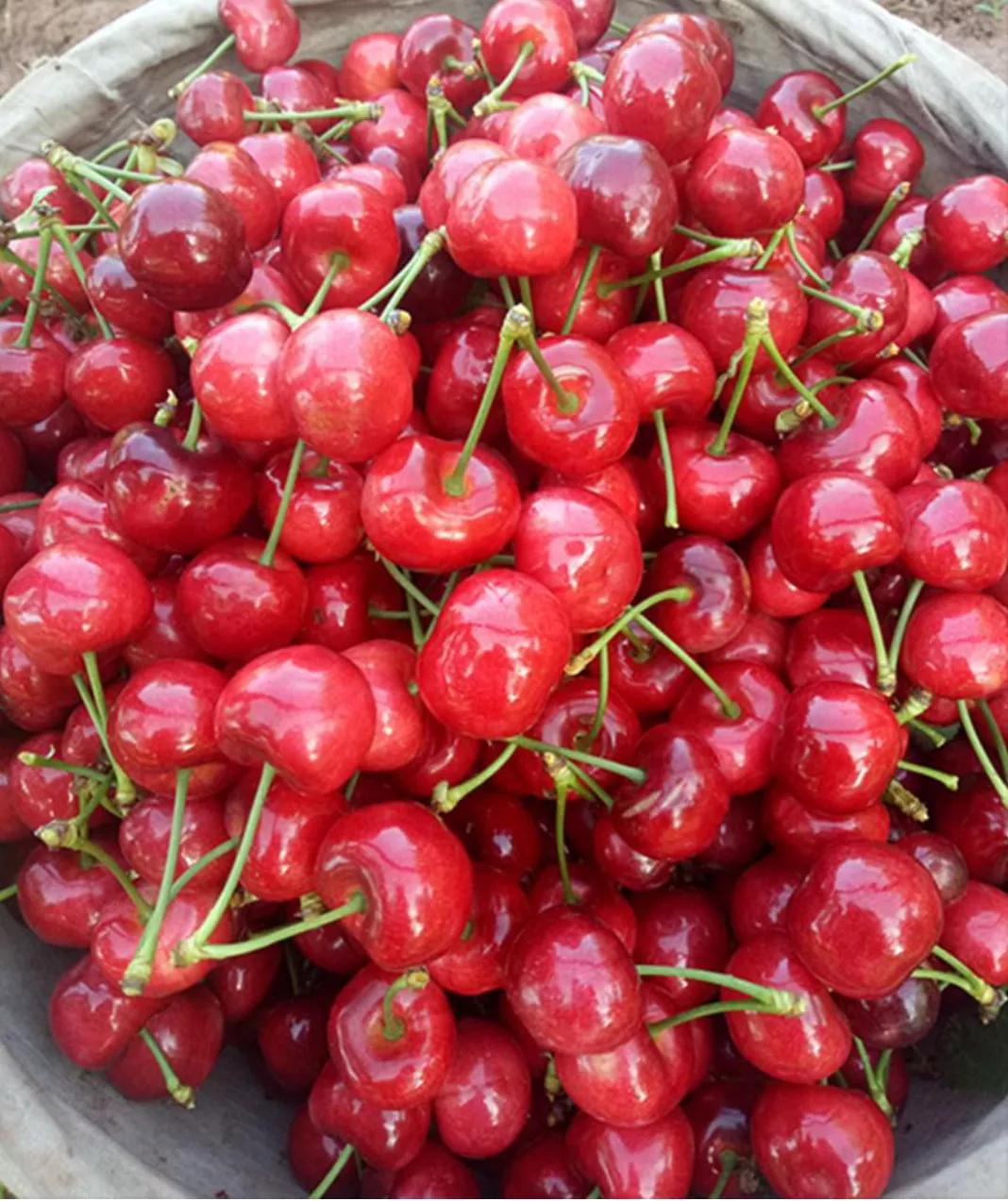 小孩子吞了樱桃核中毒,樱桃核吃了会中毒么