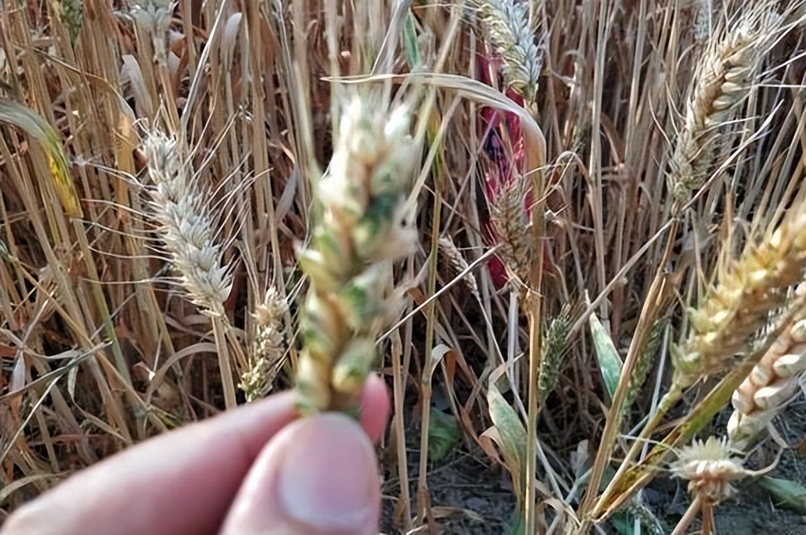 不帮忙别捣乱,不帮忙别添乱