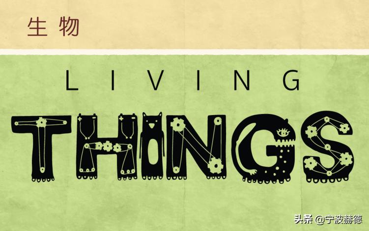 除了直升初中部，赫德6年级还有哪些特点？