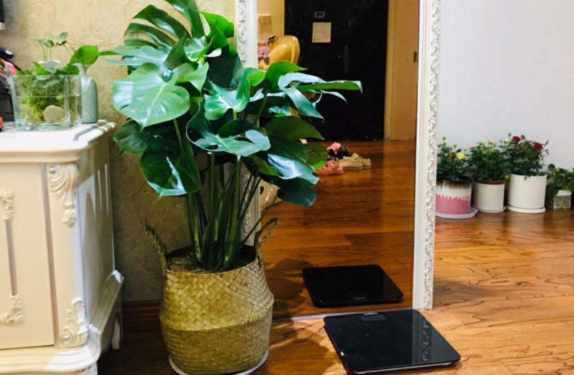 室内小盆栽适合种什么除甲醛招财,室内盆栽花卉除甲醛