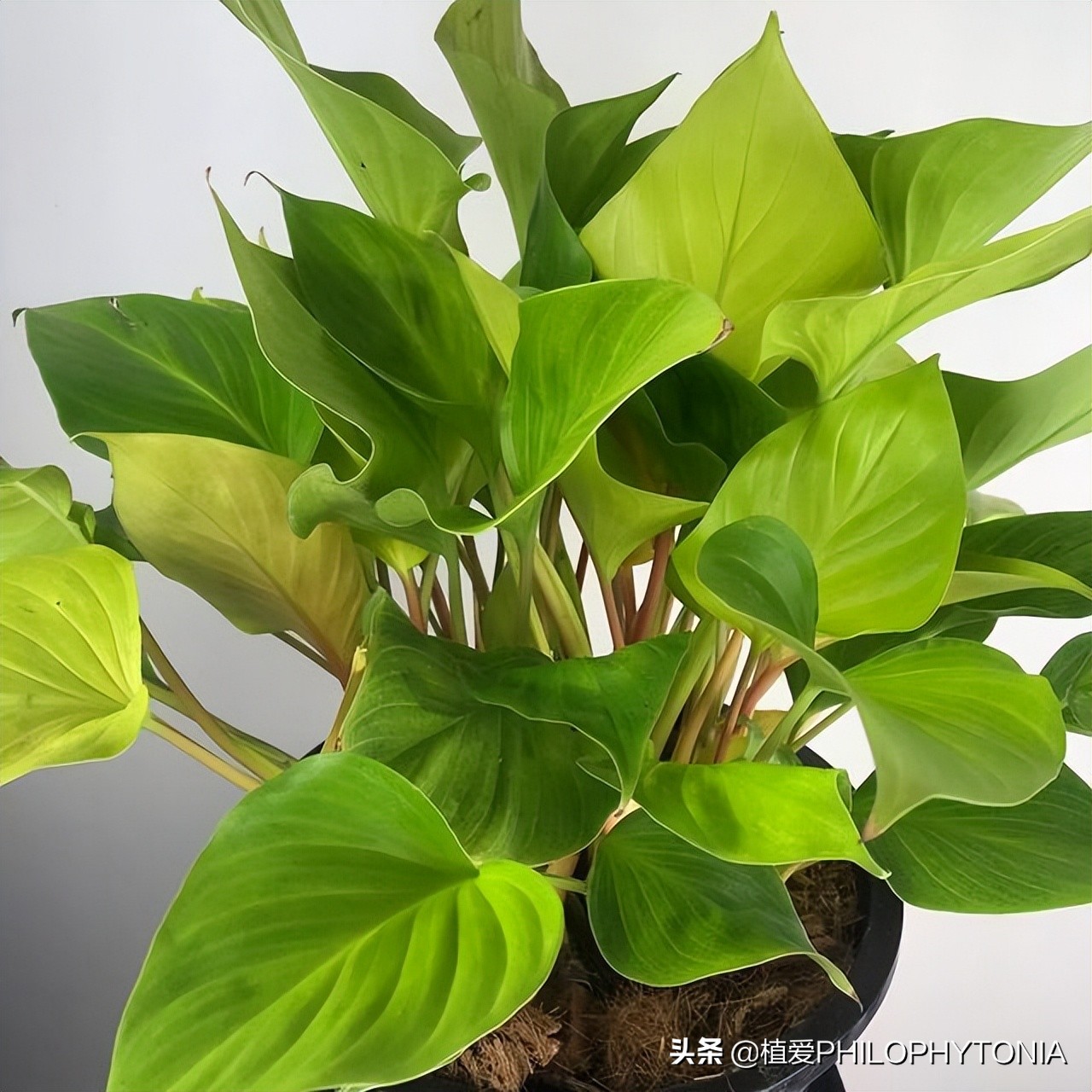 室内大叶片的植物有哪些,有颜色的植物适合室内养殖