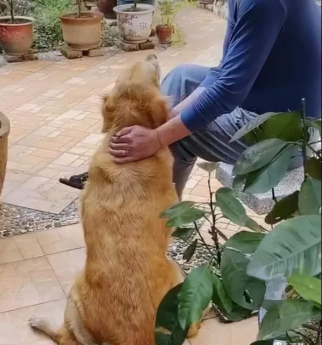 隔壁邻居偷了我家的狗,隔壁邻居偷我家狗