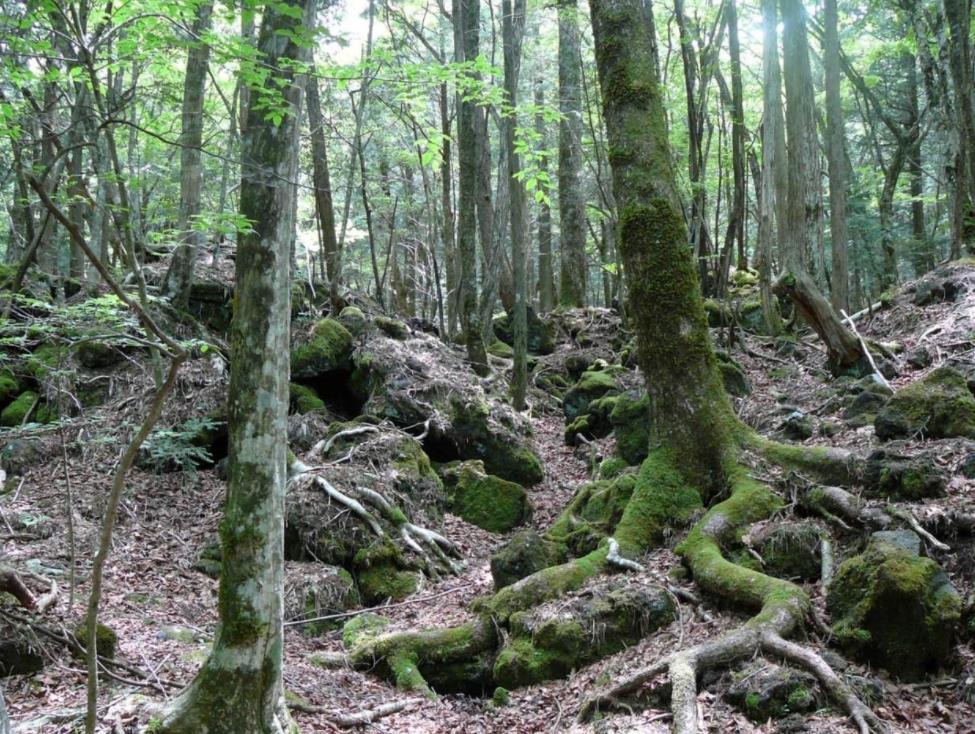 在日本被誉为“自杀森林”的青木原树海是什么地方