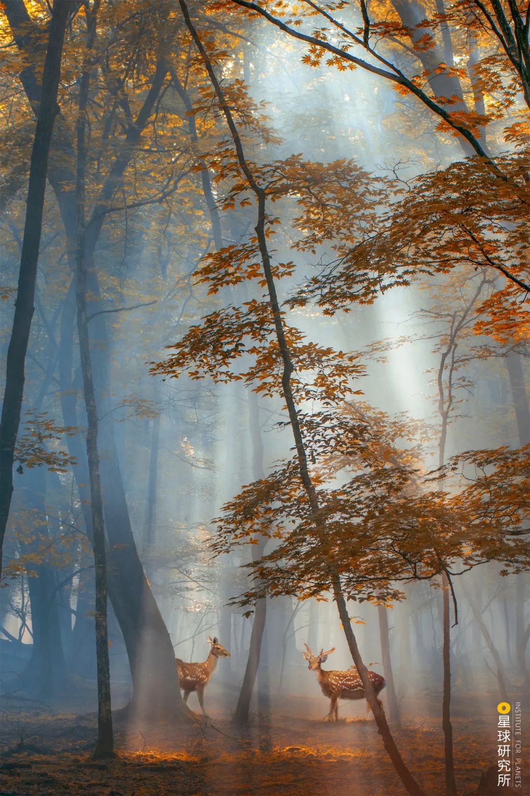 圣山龙脉,龙脉圣地黄帝陵