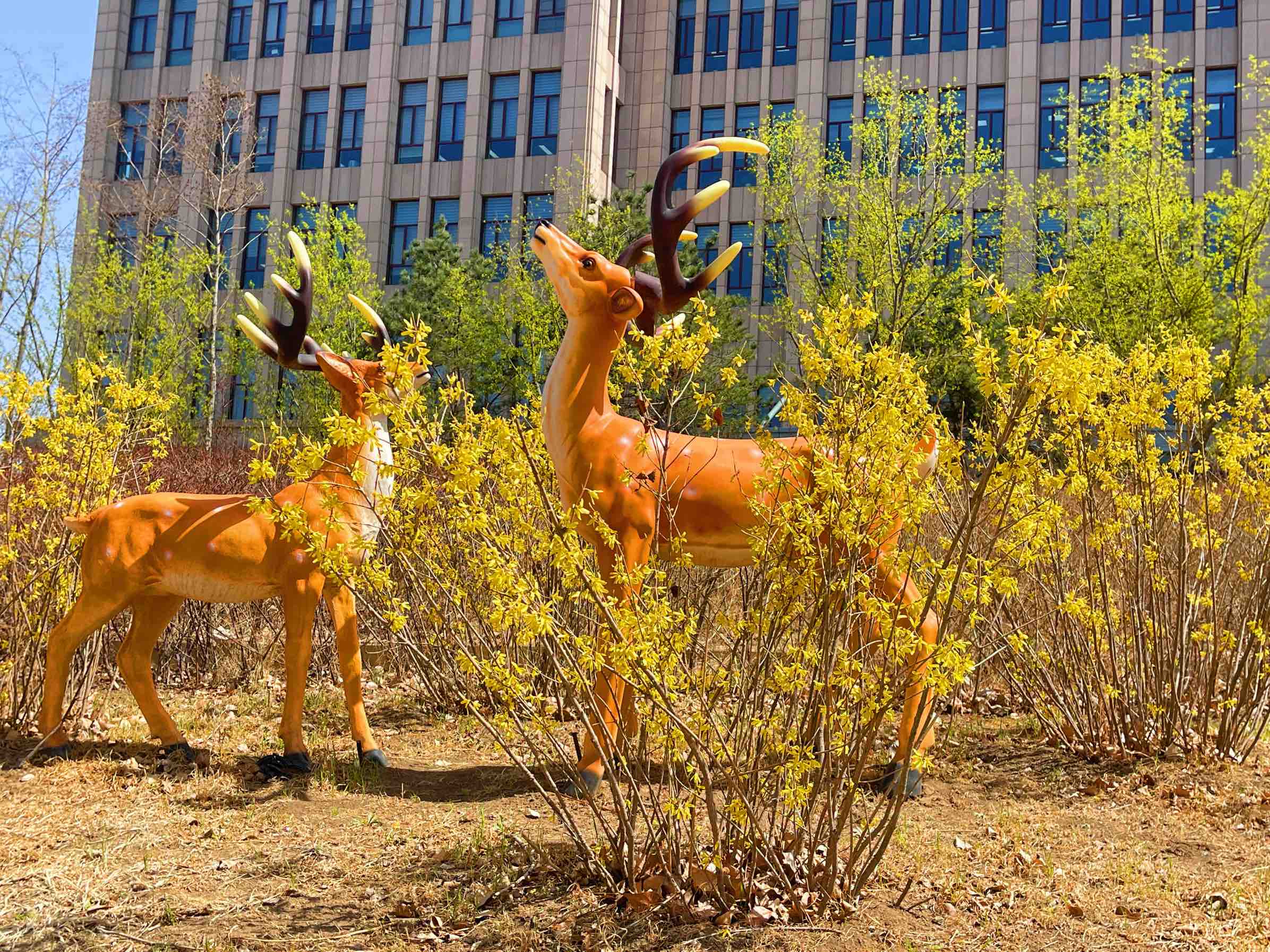 连翘花开春意浓,连翘枝头春意闹