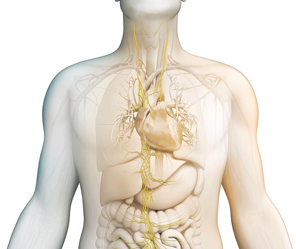 这个神经对身体影响巨大，经常被忽略，怎么刺激才能更健康？