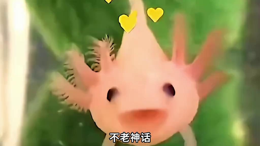 六角恐龙为什么能容颜不老,六角恐龙颜值