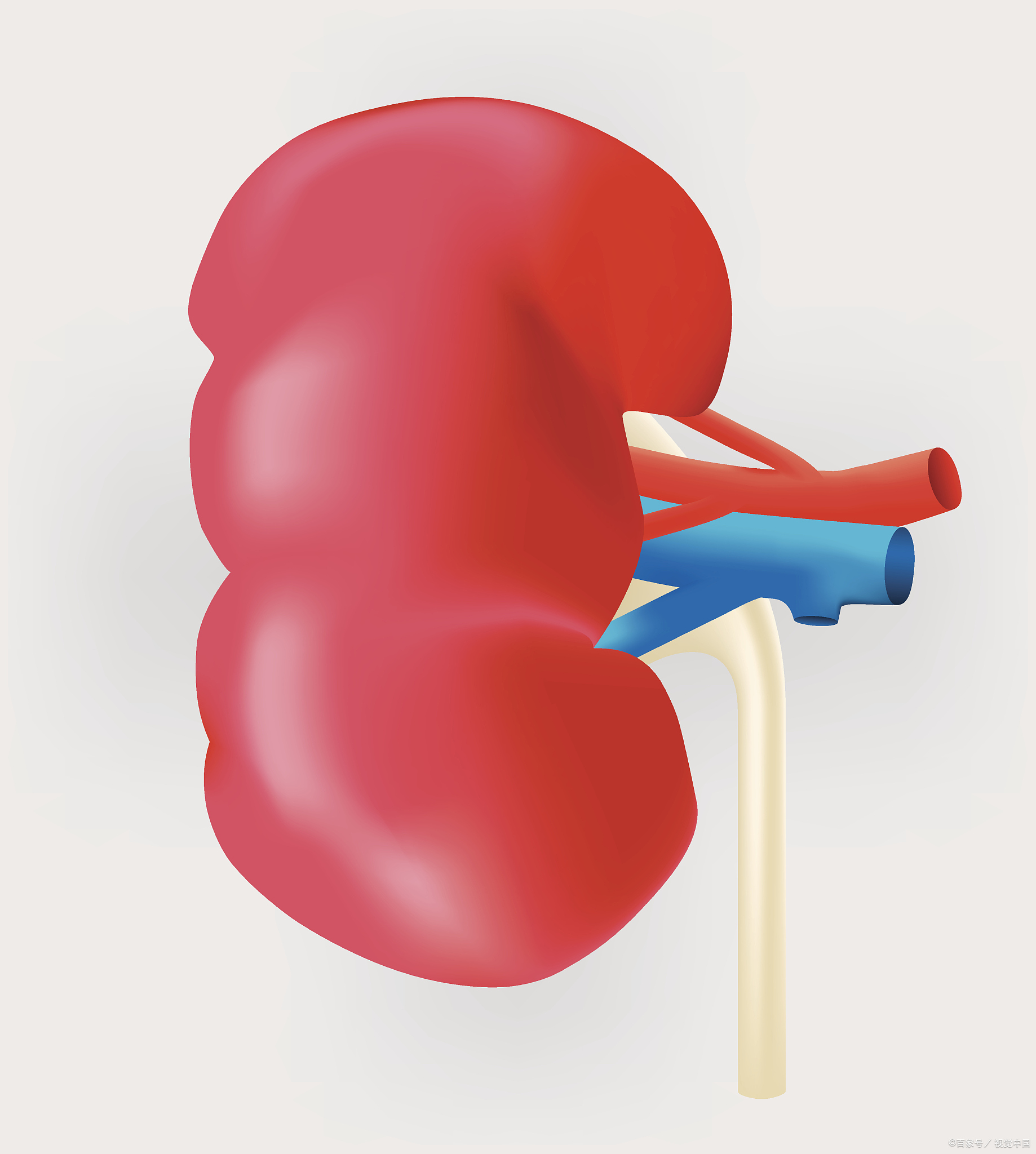 孩子肾血管狭窄必须要动手术吗,10岁孩子肾动脉狭窄