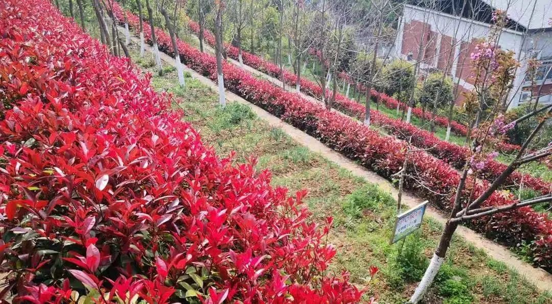 劳动教育课程的构建与实践研究,劳动教育校本化实践研究