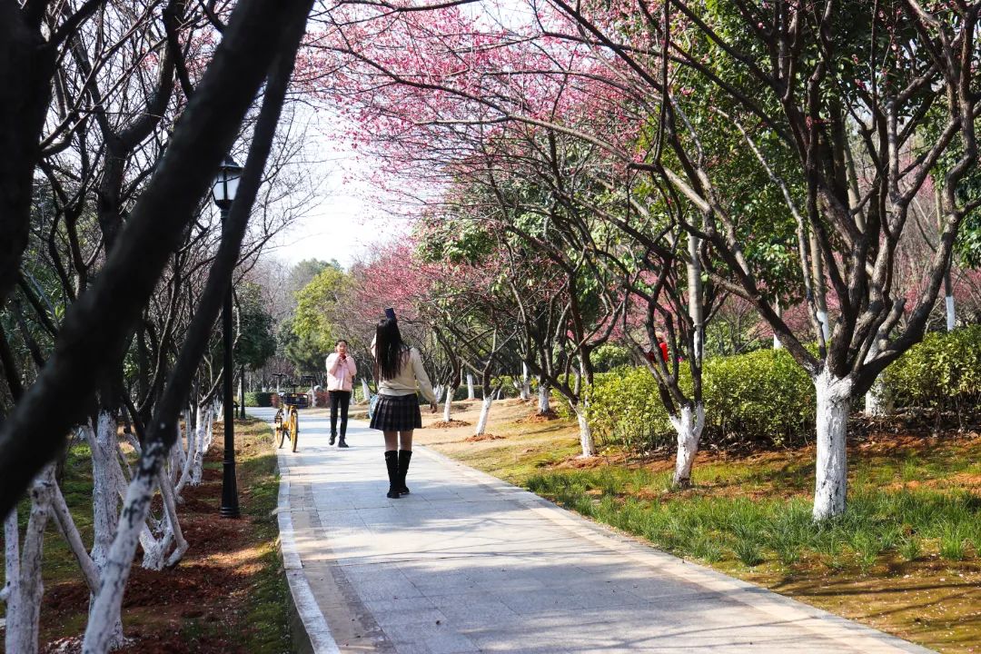 花海遇知音的下一句,花海遇知音汉阳喊你来赏花