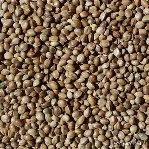 140粒*麻大**种子藏在书中，被识破“机关”