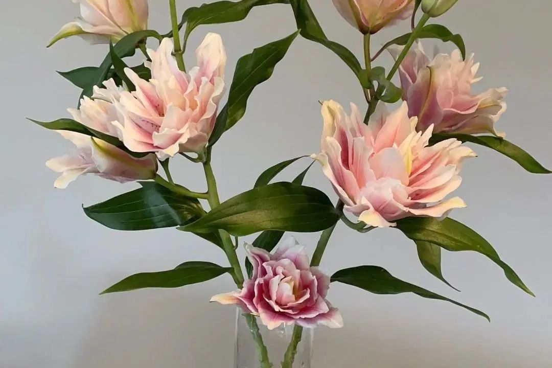 鲜花在水里能养几天会死,新加坡盆栽花卉怎么养