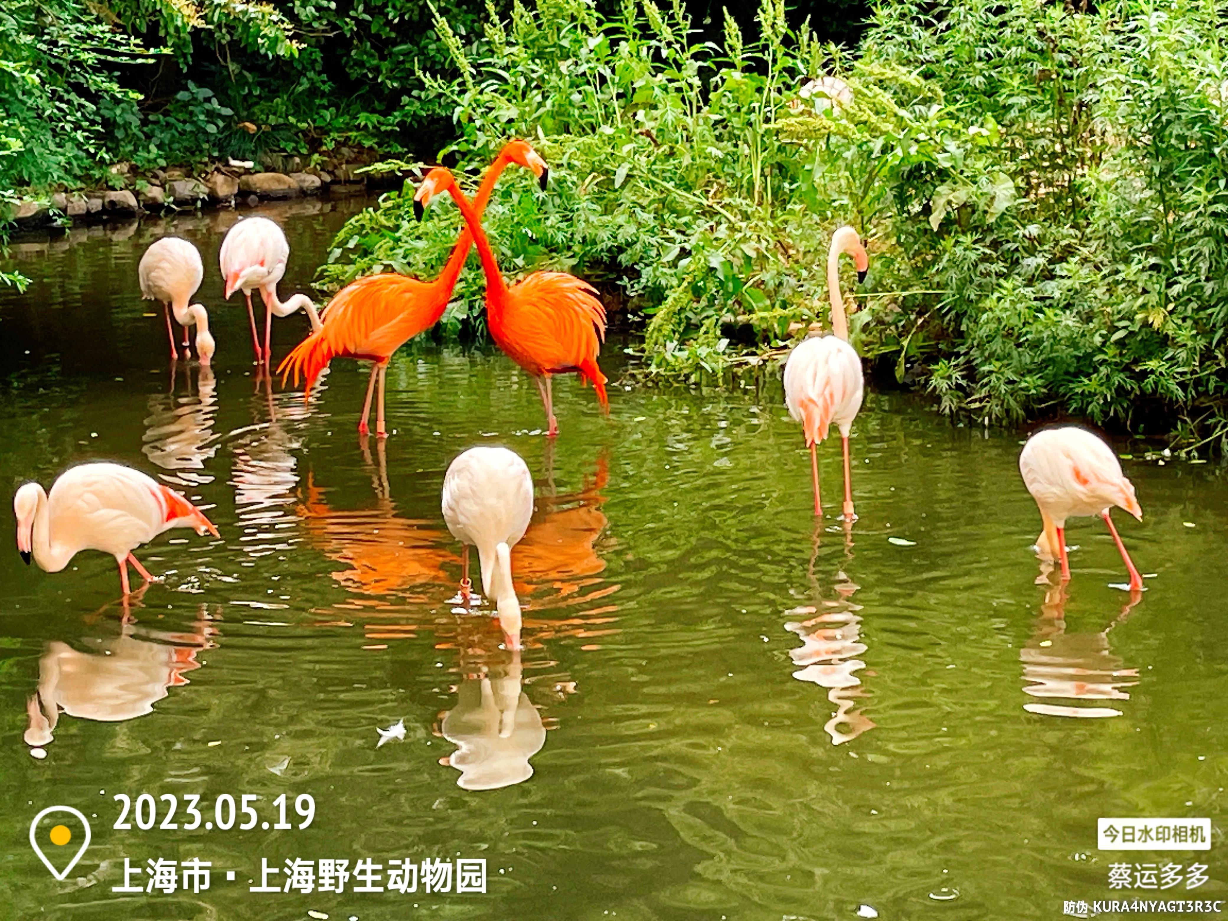 我喜爱的动物是小猫,什么动物招人喜爱