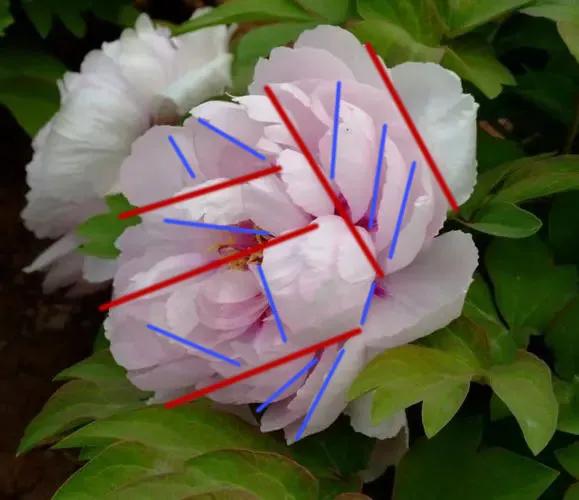 画侧面的两种方法,画准确线稿