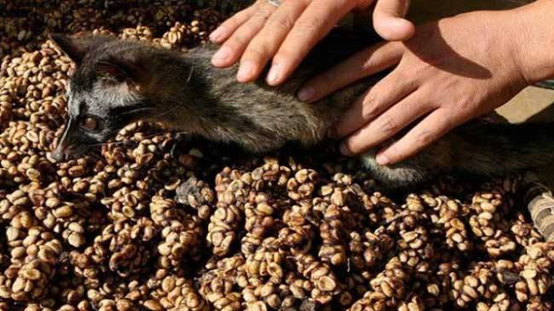 猫屎咖啡商品,猫屎咖啡是什么牌子