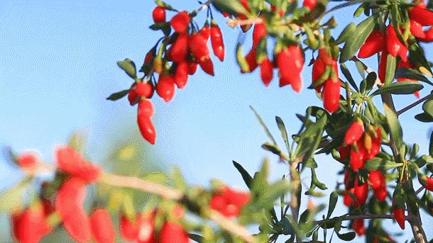 黄河文化黄河之水天上来,黄河水流到千里之外的塞上江南