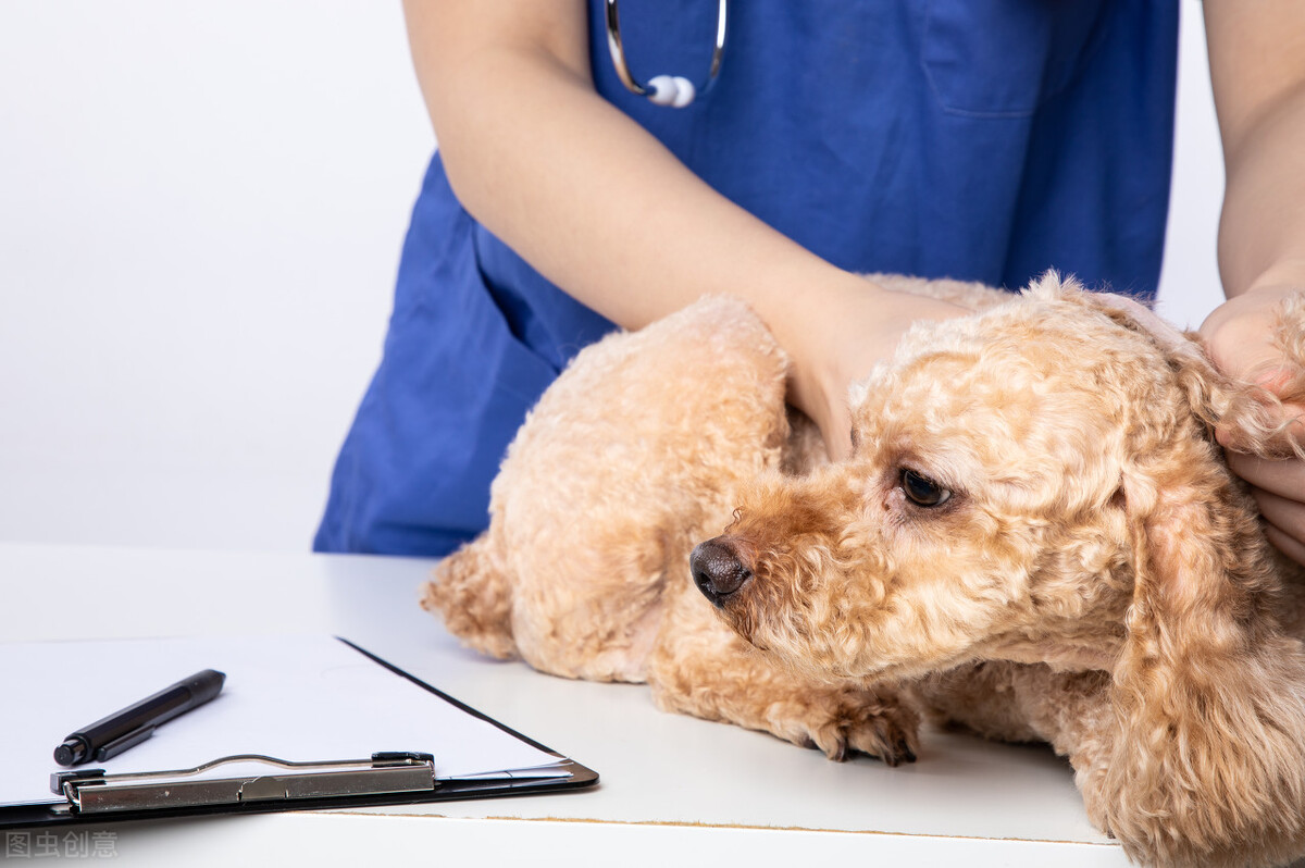 泰迪突然精神不振流鼻涕,泰迪鼻头干流鼻涕