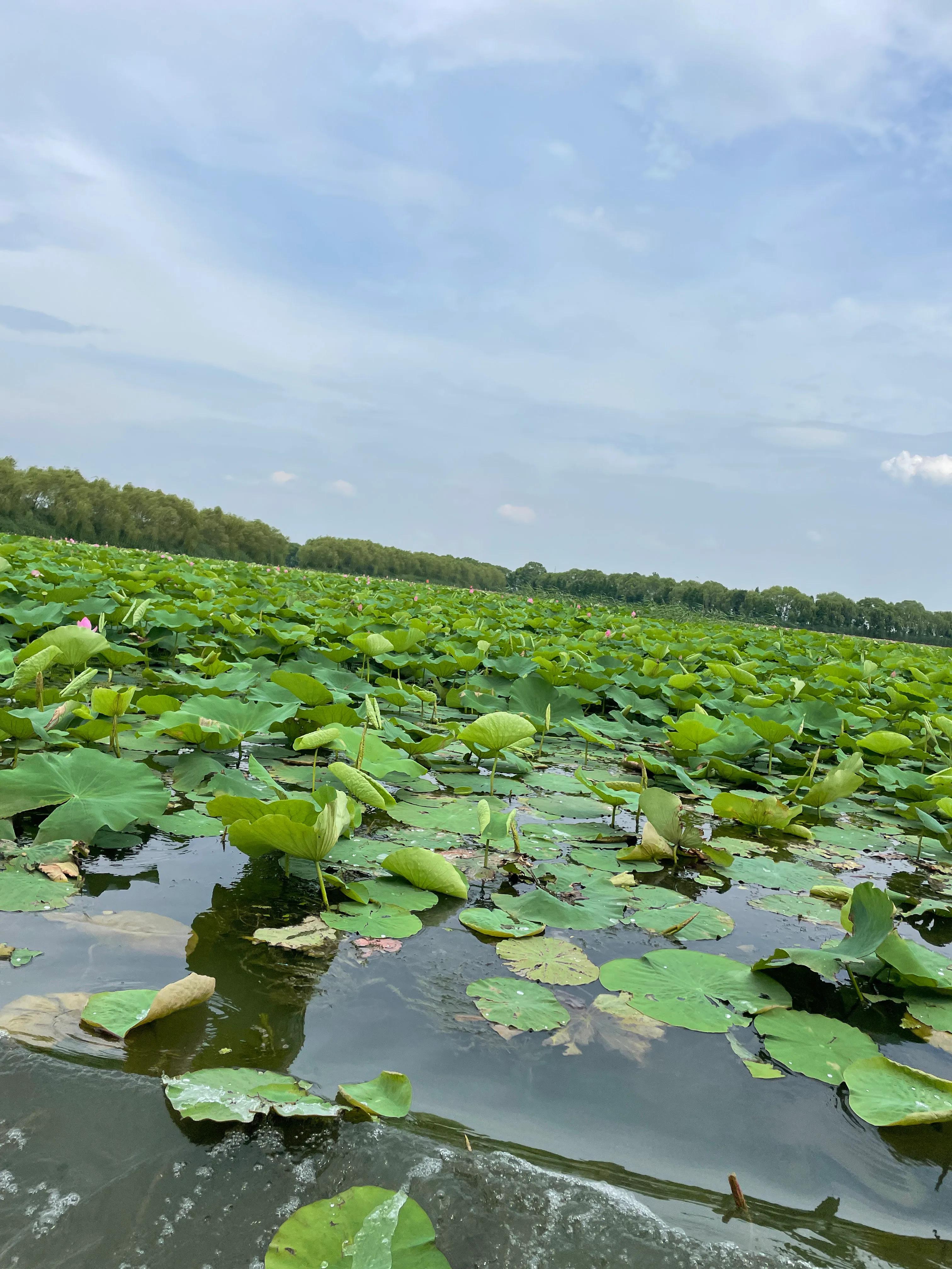 领略微山湖的风光,如诗如画的微山湖