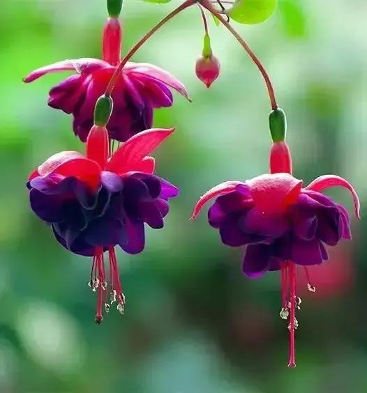 分享图片温暖大图,倒挂金钟花唯美视频