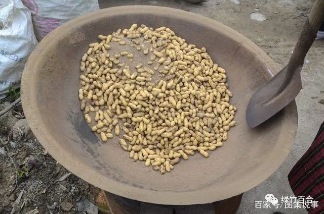 落花生课文,落花生的女儿