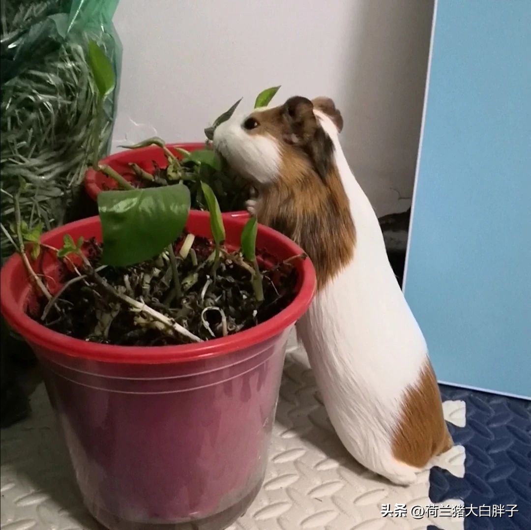 荷兰猪科学喂养的食谱有哪些？