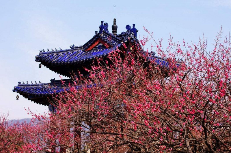 春季赏花景点有哪些,雅安周边春天赏花一日游最佳景点