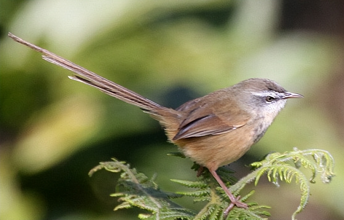 50张最佳鸟类摄影作品,鸟儿大全大图